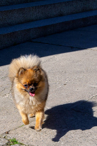 毛皮 毛茸茸的 小狗 美丽的 动物 乐趣 纯种 漂亮的 有趣的