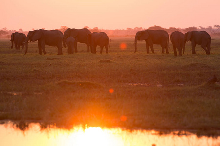 Elephants in Chobe National Park  Botswana