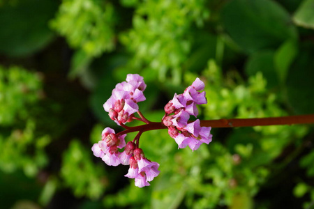 紫色 美丽的 粉红色 植物区系 开花 自然 植物 春天 颜色