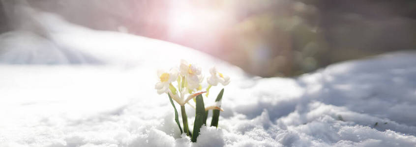 春天 雨滴 阿尔卑斯山 阳光 自然 太阳 寒冷的 冻结 开花