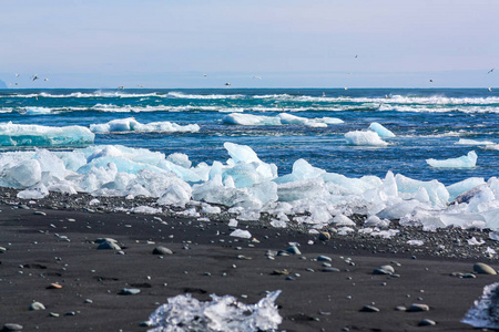 beautiful blue and white  on black volcanic sand on Diamond 