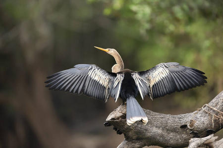 美丽的 自然 蛇鸟 干燥 特写镜头 巴西人 巴西 飞镖 栖息