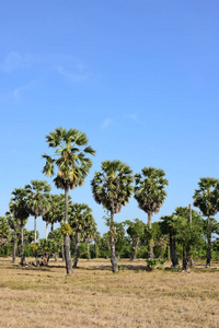 农业 公园 美女 种植园 美丽的 旅游业 环境 夏天 植物