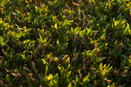 草坪 生态学 春天 草本植物 草地 颜色 美丽的 领域 太阳