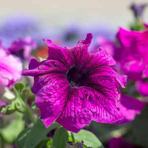 树叶 花的 生长 花园 颜色 花坛 紫色 篮子 成长 植物