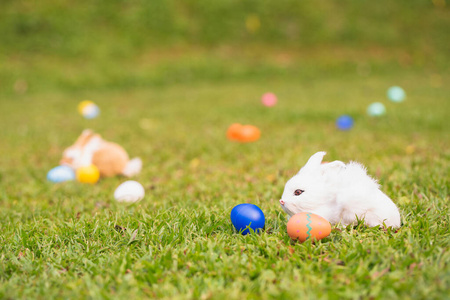 土地 美丽的 玩具 春天 农事 哺乳动物 野兔 颜色 夏天