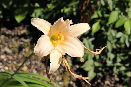 杂交 开花 花农 米色 植物学家 植物 百合 天门冬目 奢侈