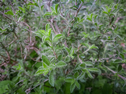 健康 医学 芳香 香料 草药 植物 风味 自然 烹饪 维生素