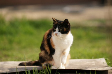 公园 特写镜头 打猎 胡子 斑猫 放松 可爱的 漂亮的 哺乳动物