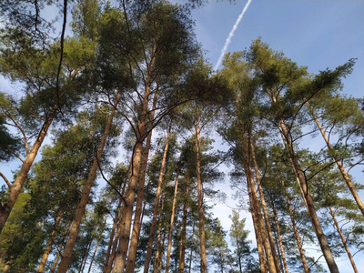 植物 季节 夏天 风景 阳光 森林 环境 太阳 自然 松木