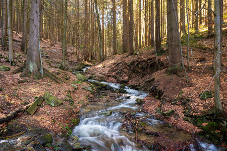 松木 木材 春天 自然 林地 落下 秋天 风景 森林 苔藓