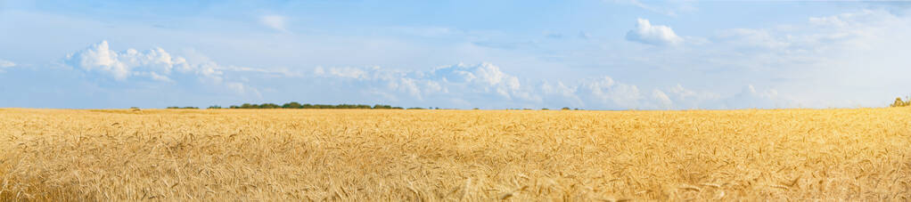 夏季成熟麦田全景图。美丽的蓝天白云。广角视角。