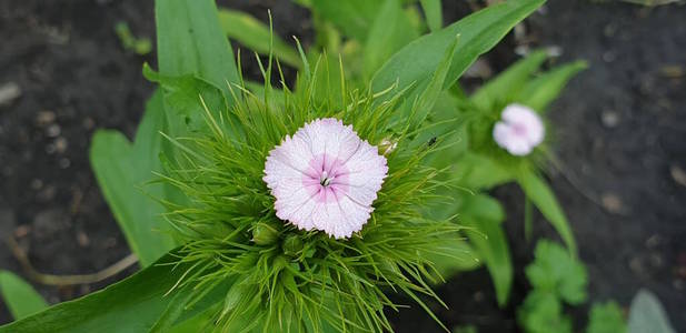 自然 盛开 特写镜头 夏天 花的 花瓣 植物学 美女 植物区系