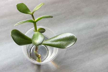 园艺 植物 自然 土壤 种子 保护 季节 照顾 草本植物