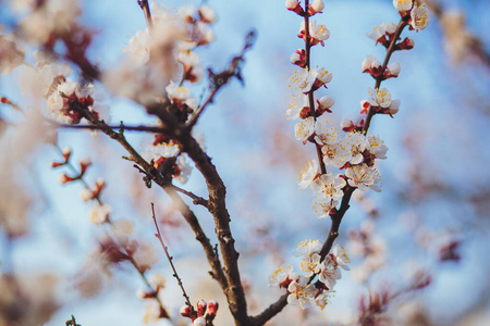 蓝天 四月 植物区系 樱花 春天 花的 复活节 植物学 花园