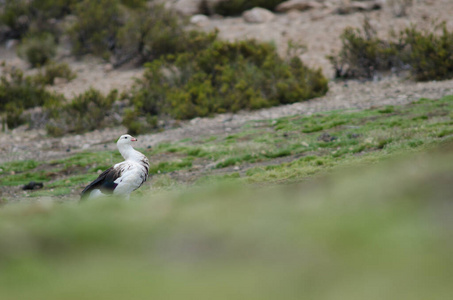 劳卡国家公园的安第斯鹅嗜食黑翅目。