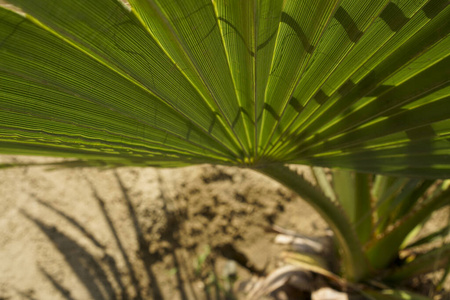 公园 夏天 分支 自然 棕榈 环境 颜色 特写镜头 森林