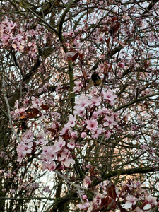 大黄蜂在开花的樱桃树上采集花蜜