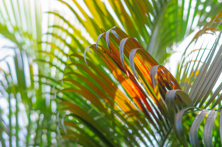 椰子 太阳 特写镜头 旅行 假期 树叶 园艺 丛林 自然