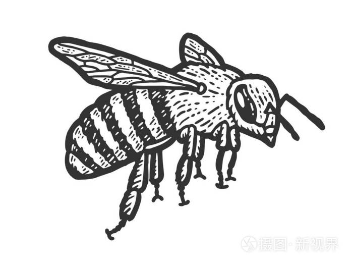 昆虫素描蜜蜂飞刮板仿制品黑白手绘图像