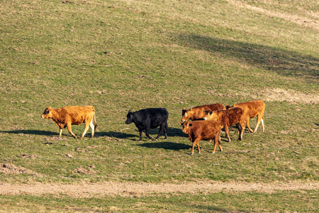 兽群 放牧 自然 公牛 领域 乳制品 农事 农场 牧场 奶牛