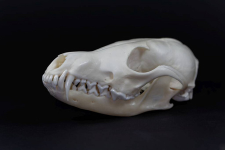 死亡 解剖 狩猎 骨架 身体 颅骨 科学 历史 动物学 保护