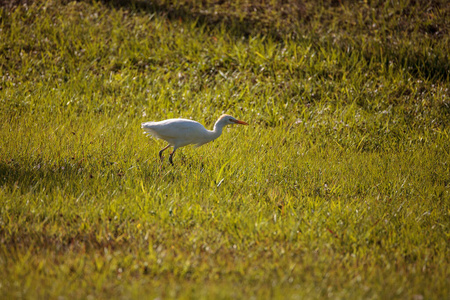 佛罗里达州 动物 沼泽 野生动物 自然 白鹭 苍鹭