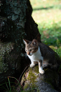 小猫 毛茸茸的 动物 猫科动物 美丽的 眼睛 夏天 面对