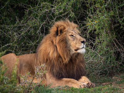狮子 动物群 猎人 非洲野生动物 食肉动物 外部 捕食者