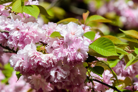 花瓣 花的 植物区系 日本 特写镜头 自然 公园 盛开 外部