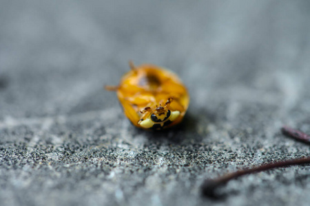 角豆 野生动物 特写镜头 害虫 昆虫 动物 美女 生物 自然