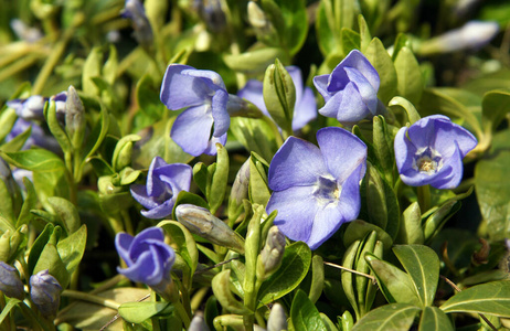 特写镜头 紫色 美丽的 季节 长春花 植物学 春天 花园