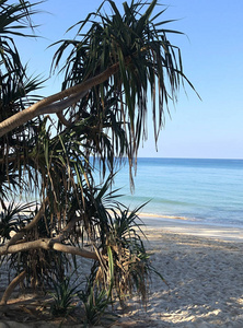 假期 波动 旅游业 海湾 自然 棕榈 旅行 休息 海洋 热带