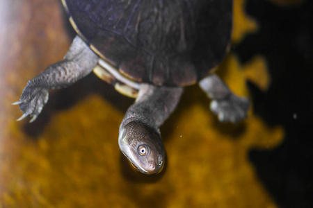 照片 野生动物 动物 瓦拉德罗 水族馆 自然 生活 乌龟