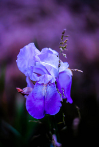 春天 自然 开花 生活 花园 虹膜