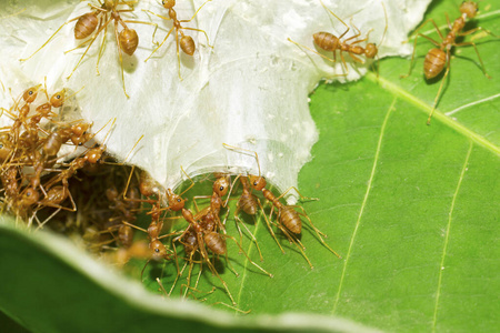 参与 生长 特写镜头 植物 缺陷 野生动物 昆虫 帮助 活动