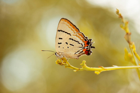 自然 特写镜头 纹理 美丽的 野生动物 蝴蝶 昆虫