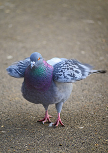 野生动物 肯特 环境 伦敦 特写镜头 翅膀 起皱 公园 羽毛