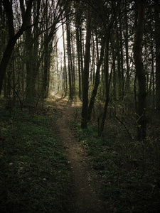 森林 林地 徒步旅行 美丽的 树叶 公园 阳光 仙境 人行道