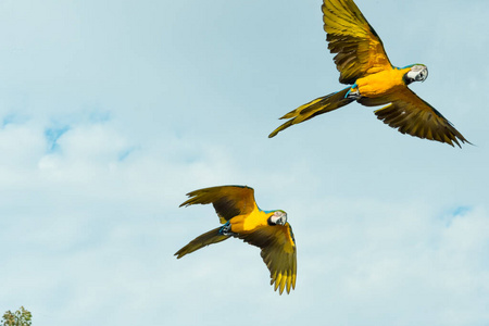 海鸥 鸽子 喷气式飞机 羽毛 飞行 自然 飞机 金刚鹦鹉