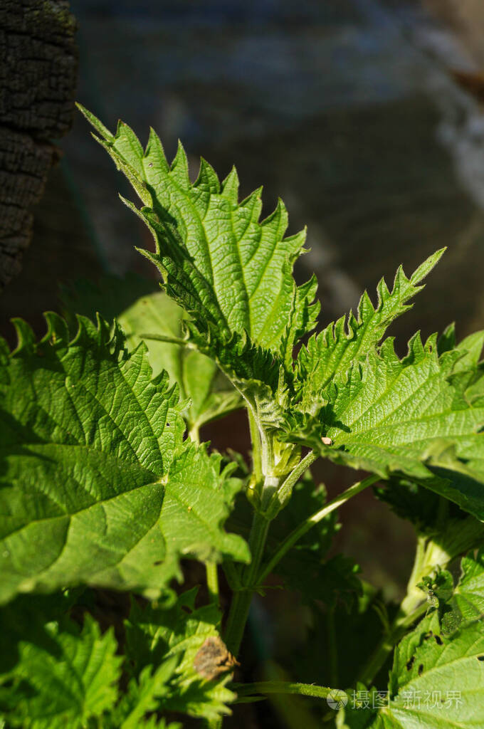 野生荨麻,通常称为荨麻