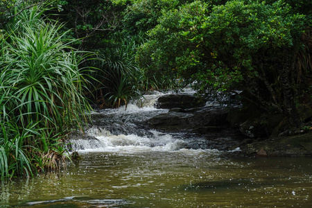 流动的 流动 自然 公园 森林 夏天 风景 植物 旅行 美丽的