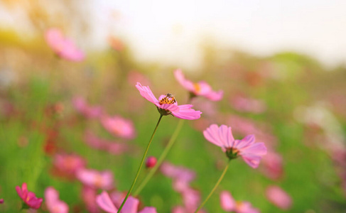 黛西 射线 夏天 春天 花瓣 盛开 漂亮的 自然 植物 颜色