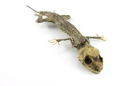 死亡 阴影 化石 生物 野生动物 身体 自然 特写镜头 爬行动物