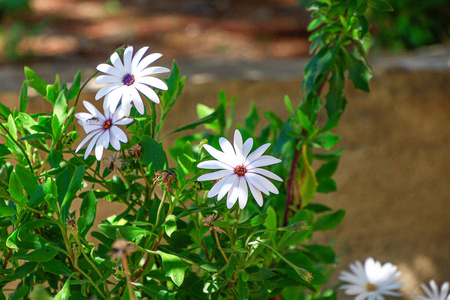 春天 黛西 太阳 植物区系 季节 花园 领域 花的 草地