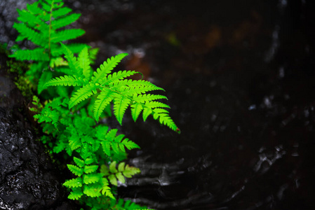 森林 颜色 蕨类植物 花的 植物学 植物区系 季节 丛林