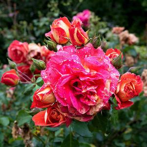 夏天 花束 蔷薇科 美丽的 浪漫的 花粉 园艺 墙纸 花的