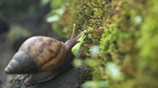 食物 阿卡蒂娜 花园 移动 蜗牛 特写镜头 滑的 腹足类