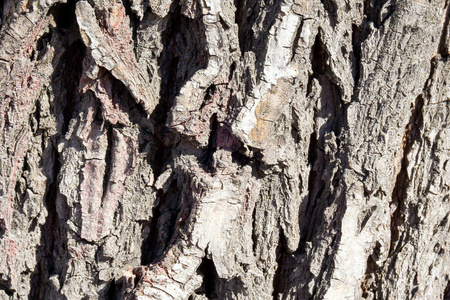 古老的 树干 树皮 特写镜头 老化 松木 硬木 分支 环境