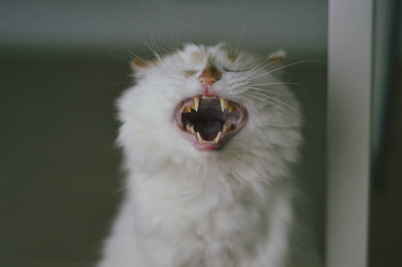 布娃娃 宠物 小猫 动物 面对 哺乳动物 猫科动物 自然